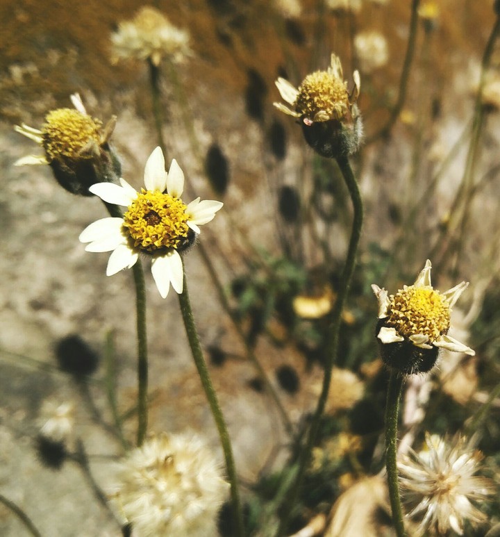 Just a Random Flower.