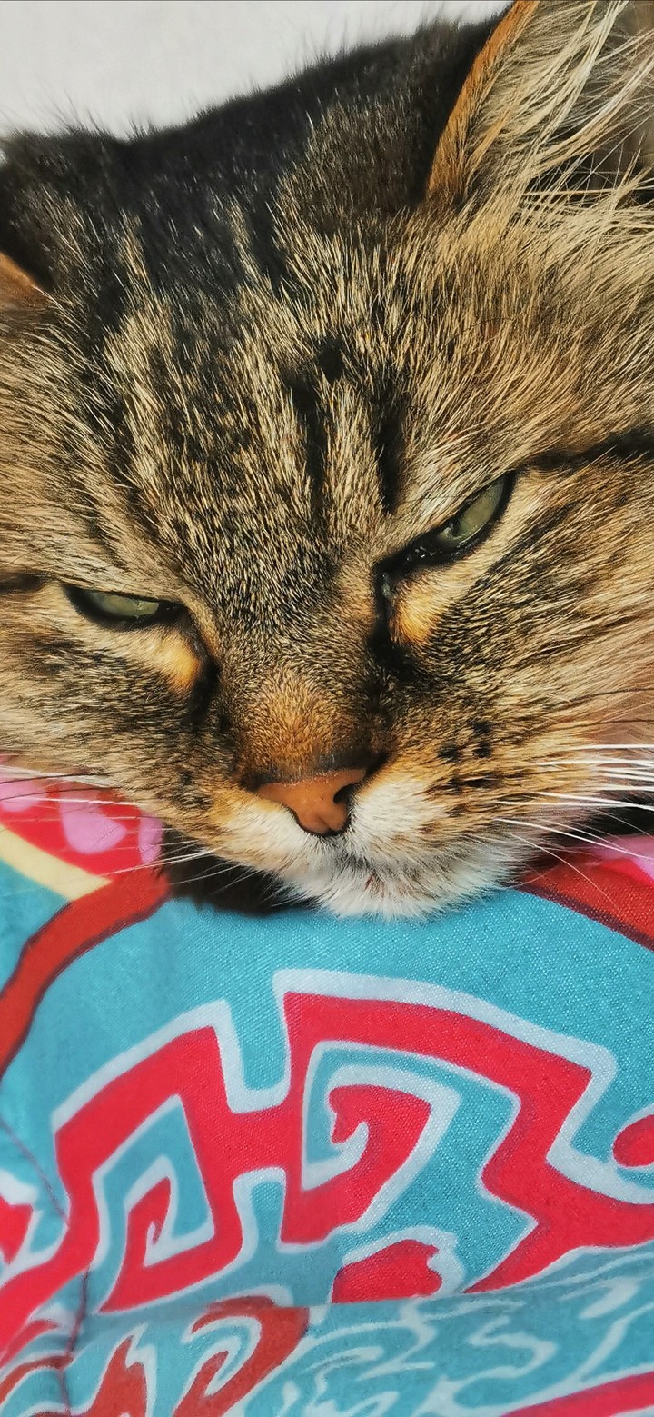 Nala my cat