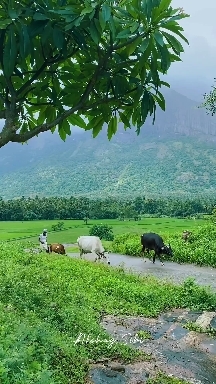 Village life
