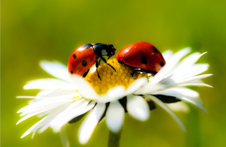 ladybug