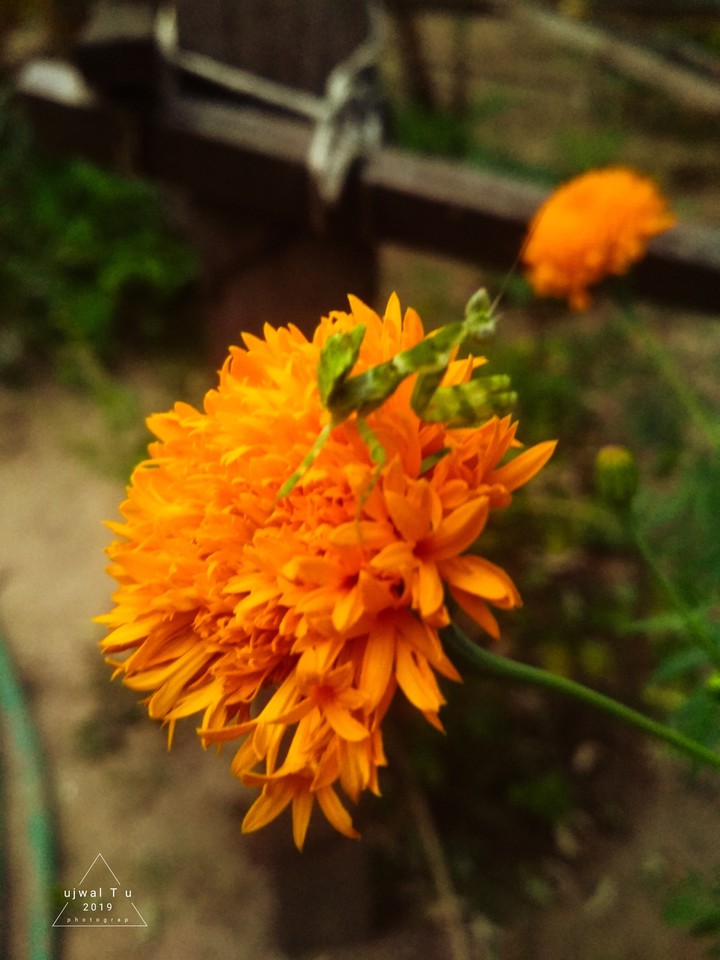 Flower Fighter
