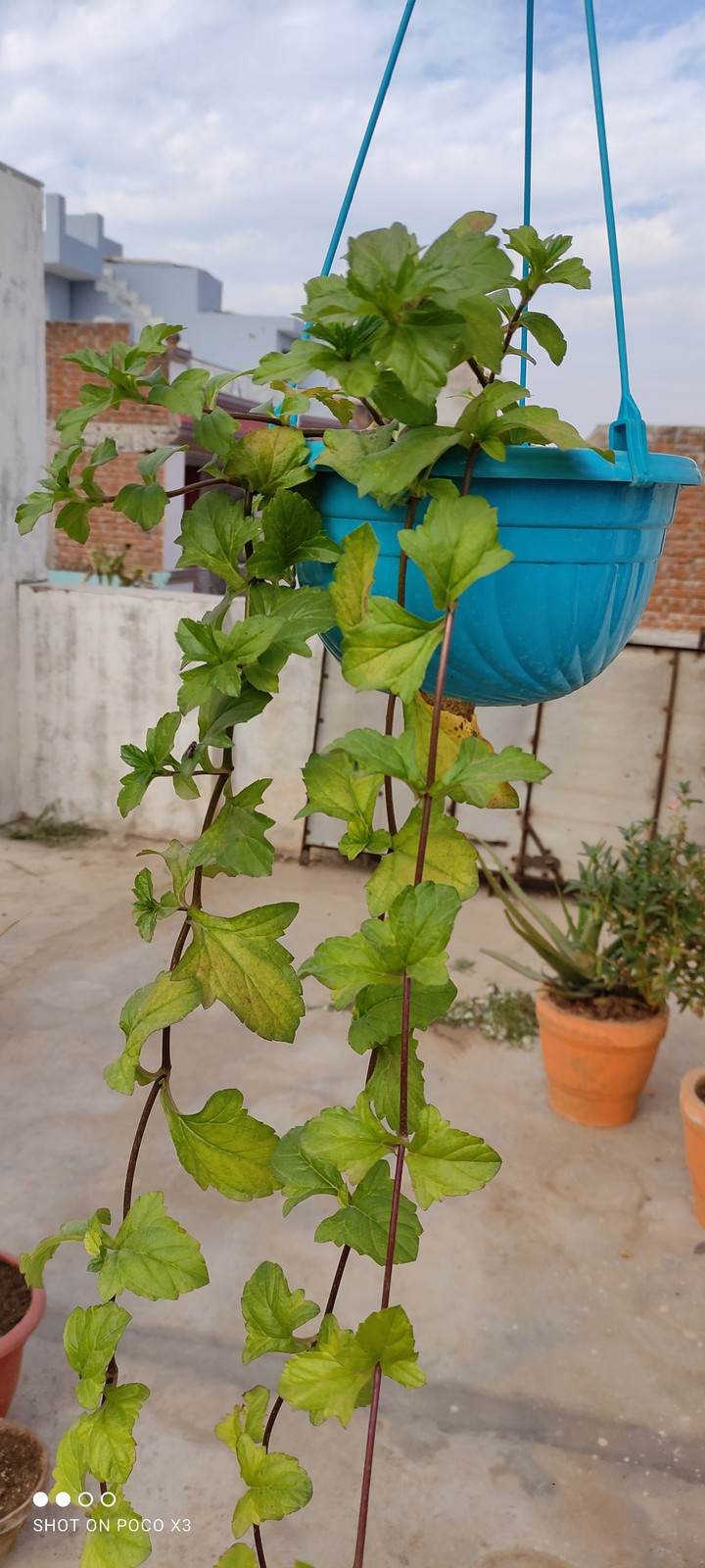 ###GREEN VINES... #! ##