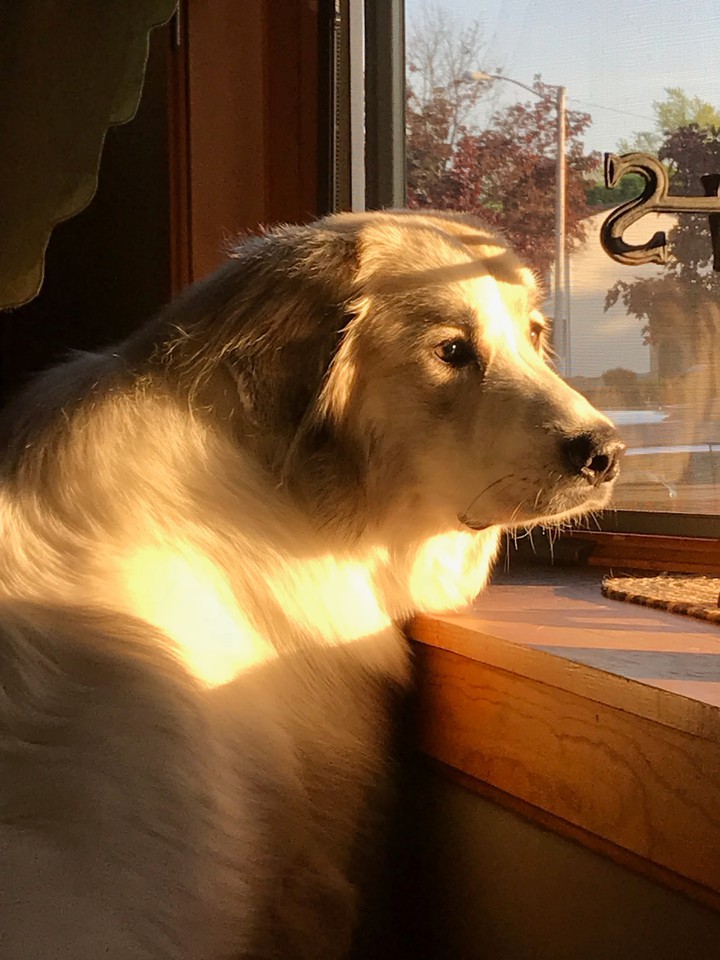 Great Pyrenees  (Gibson lea)