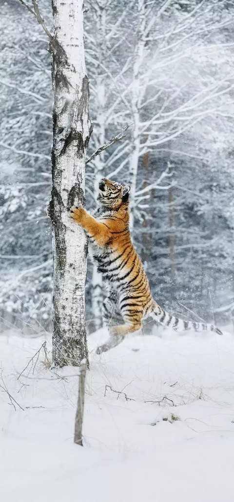 tiger
