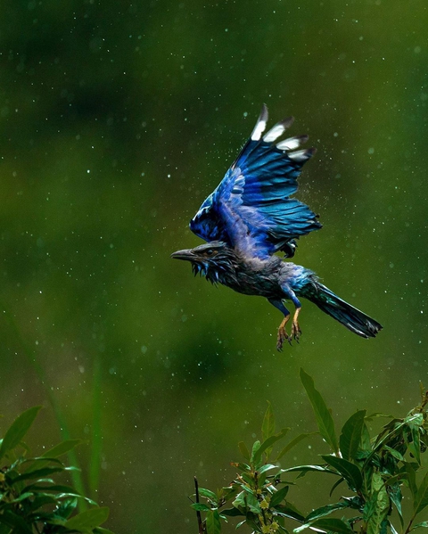 bird
