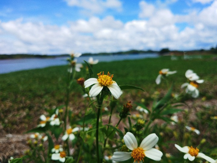 #Flower