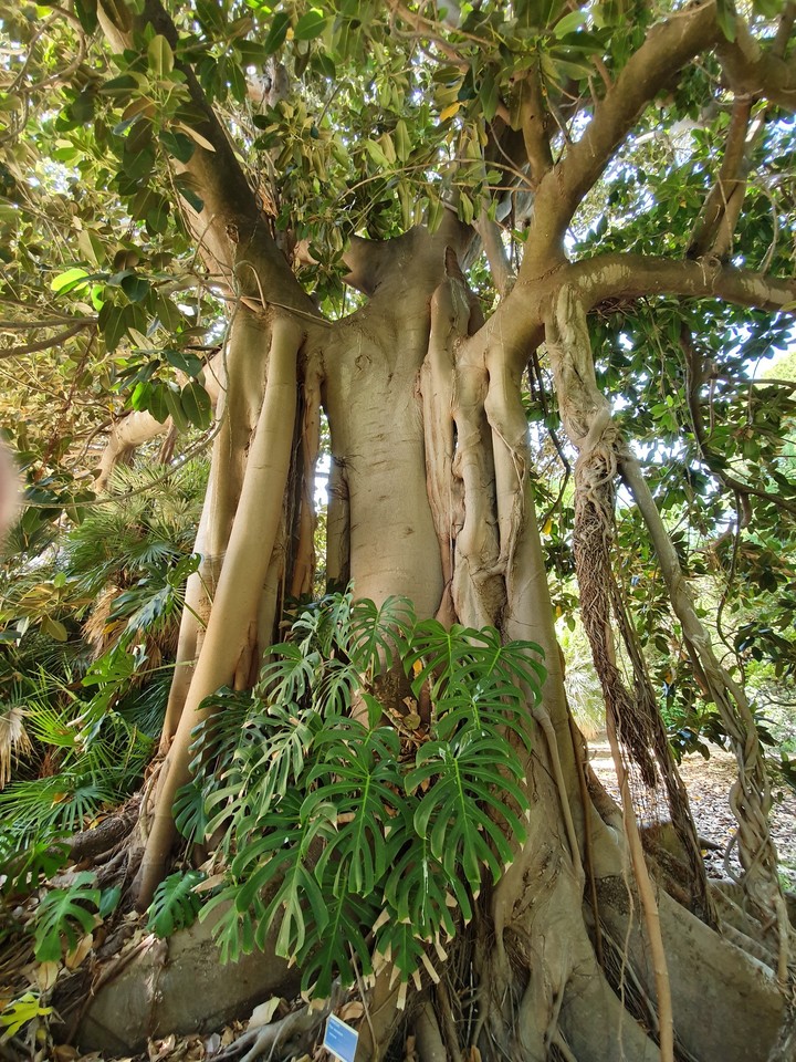Baum