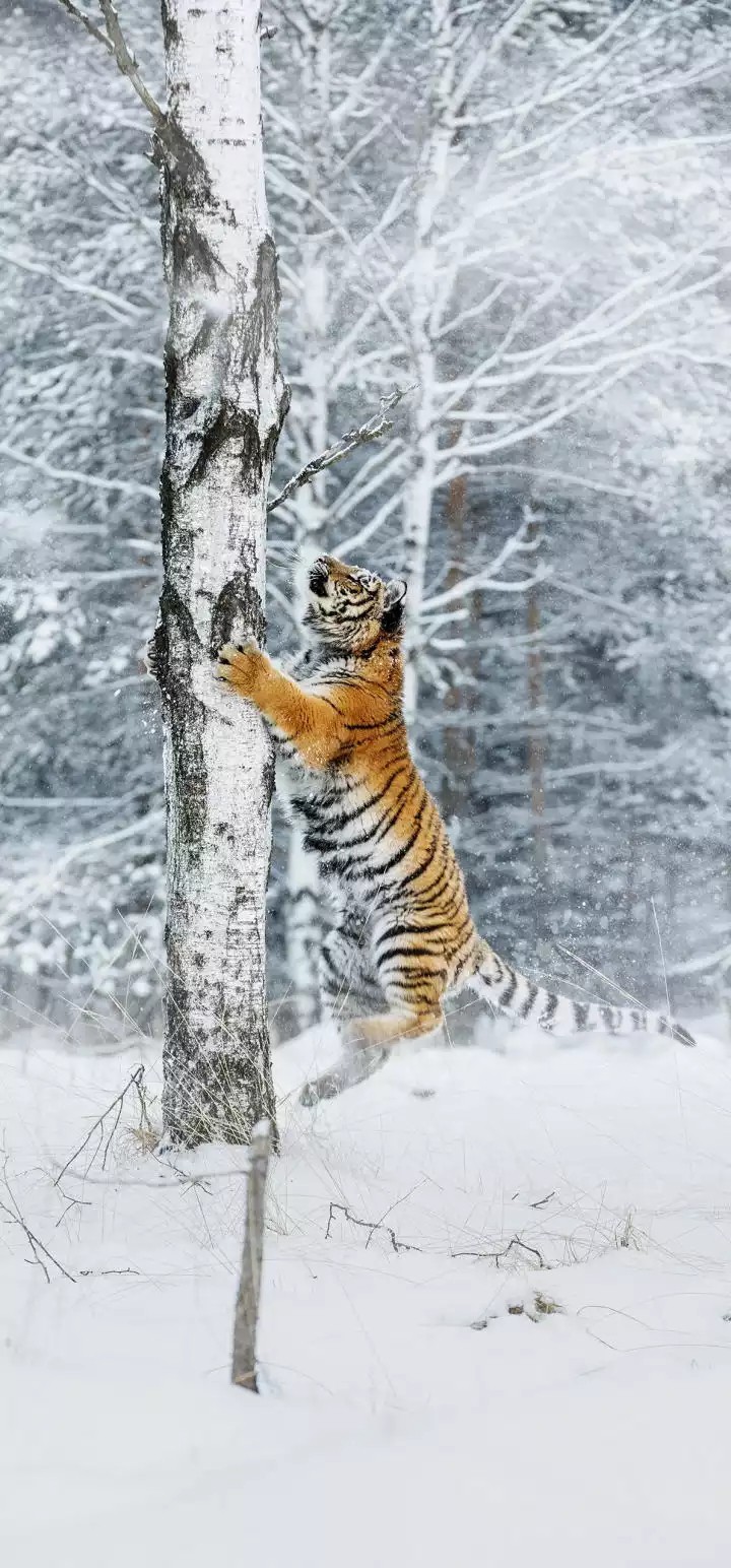 tiger