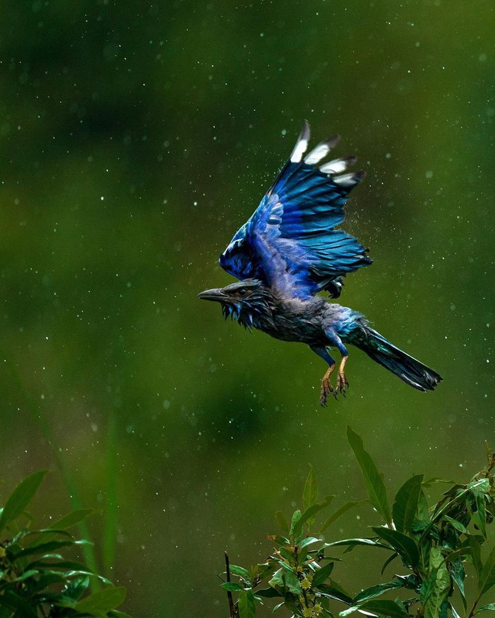 bird