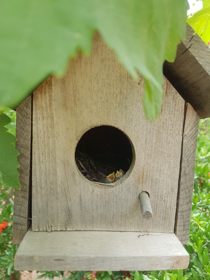bird...