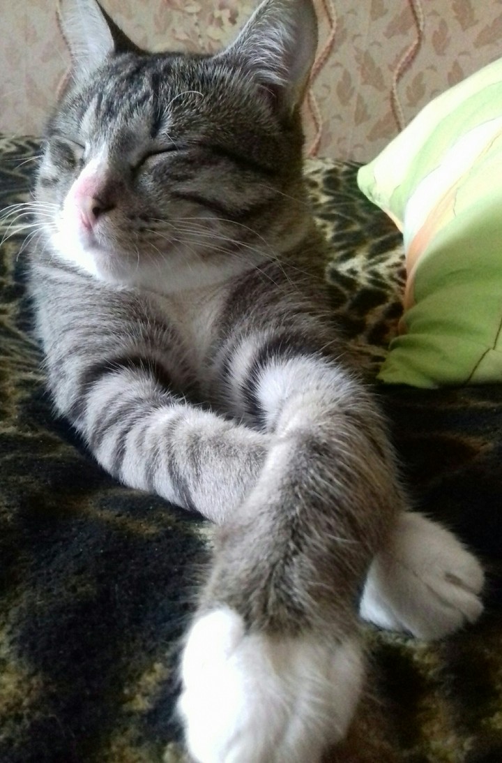 кот
