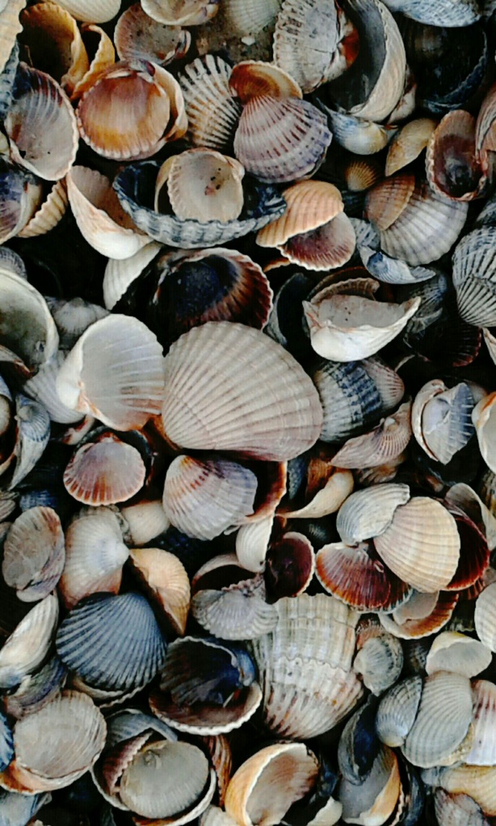 Cockleshells, Belosarajskaja Kosa, Ukraine