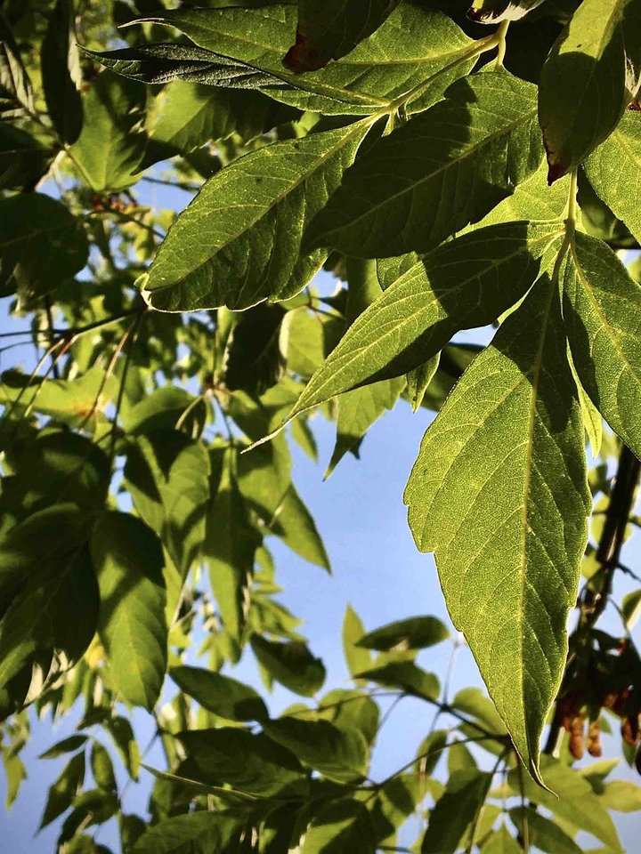 leaves