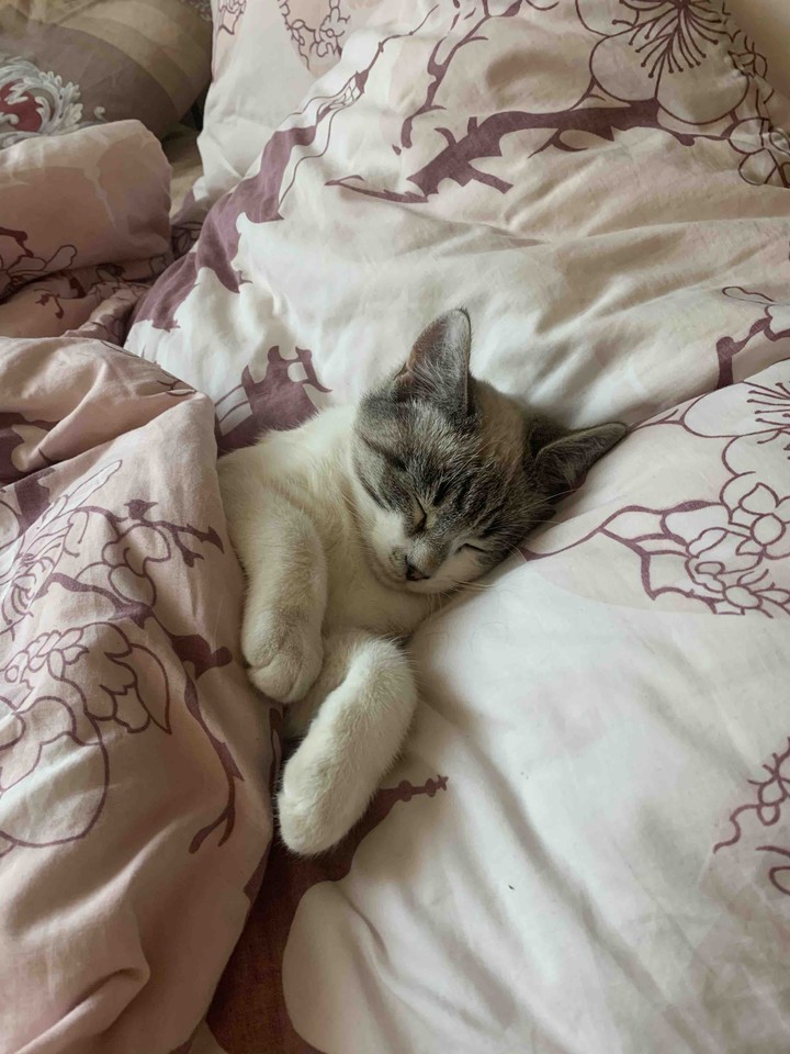 My kitten awww