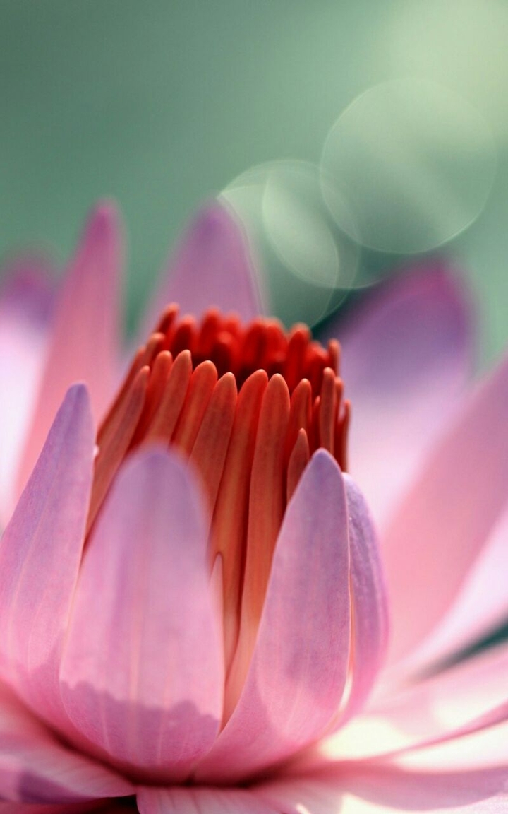 Flowering ♡HM♡