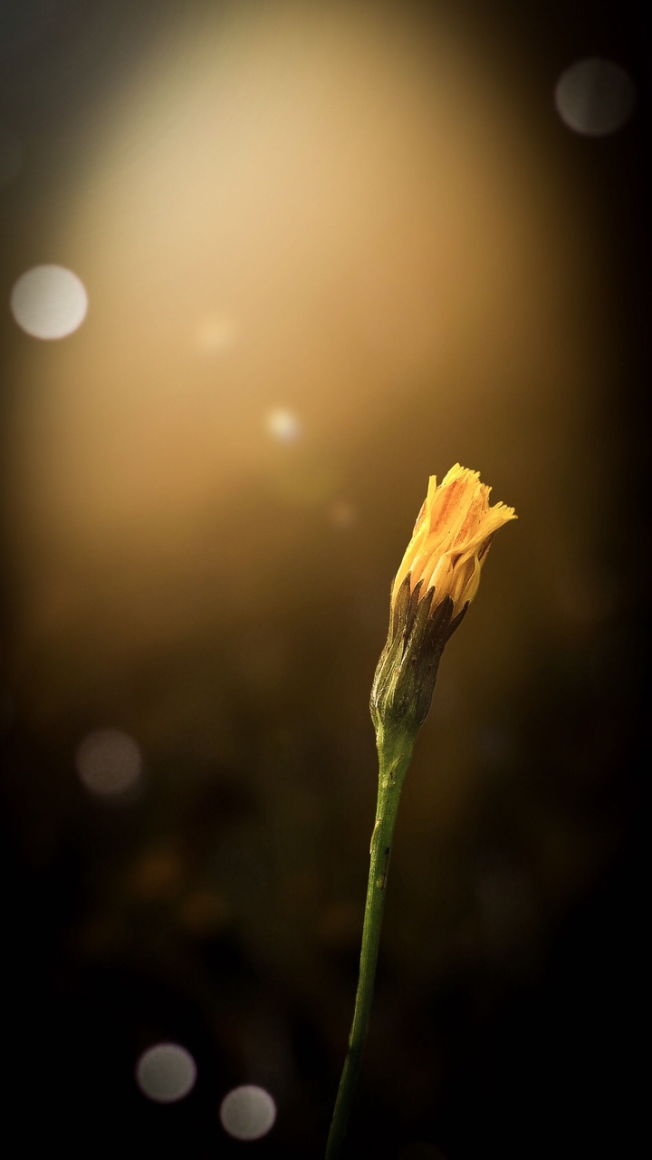 The glowing sun