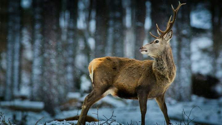Deer