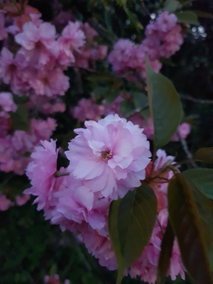 wat is de lente toch mooi