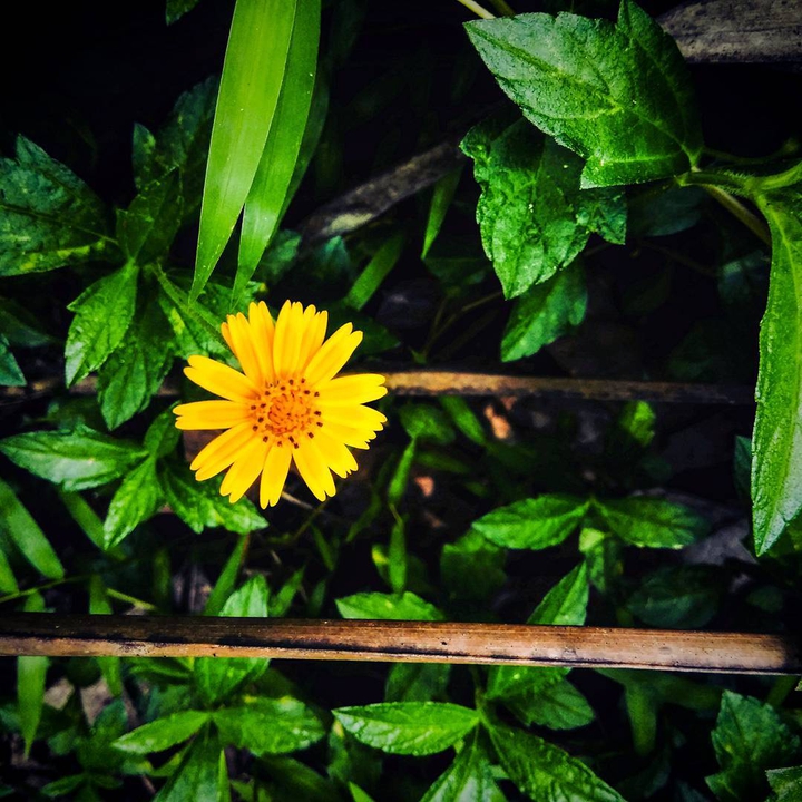 yellow flower