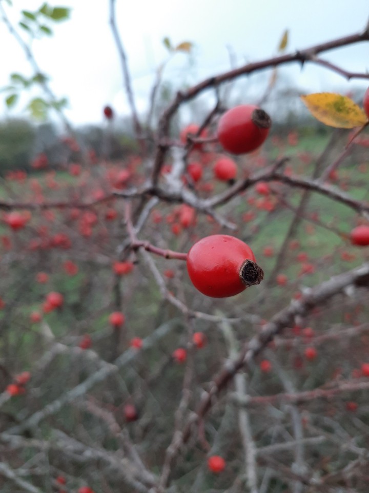 berry Explosion