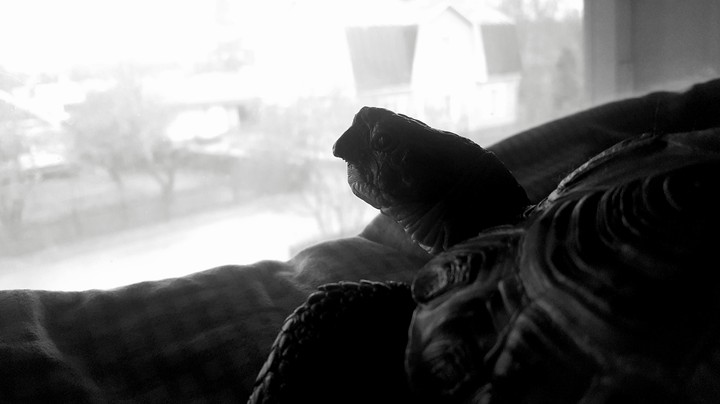 My turtle 