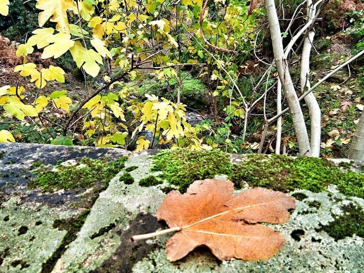 feuilles