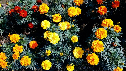 flower on summer...