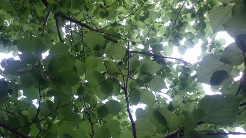 plant,sky