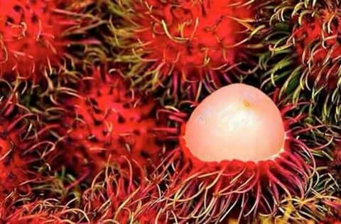 Fruits .....