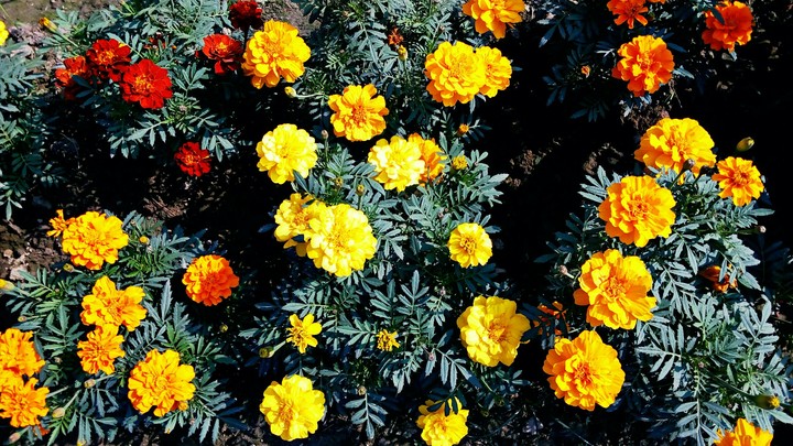 flower on summer...