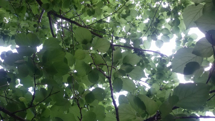 plant,sky