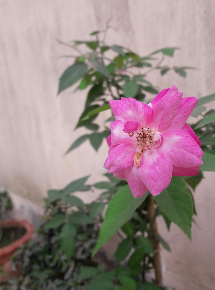 Morning click.