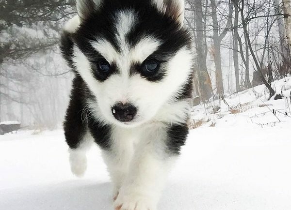 cute husky animal dog