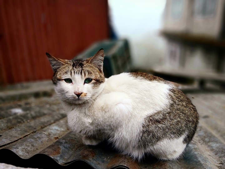 cat on a tin roof