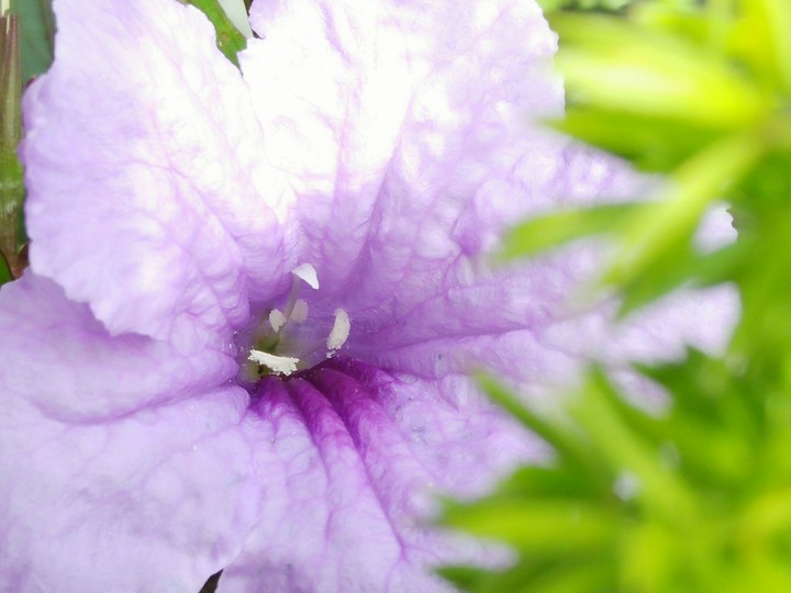 beauty of wild flower