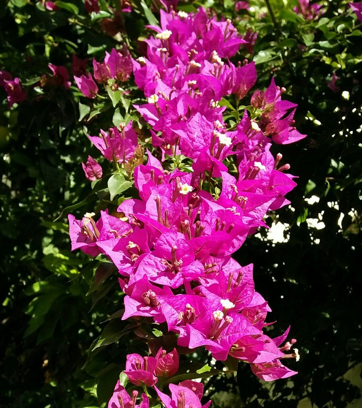 Pinky