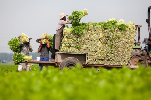 fonds d'écran Plantation, produce