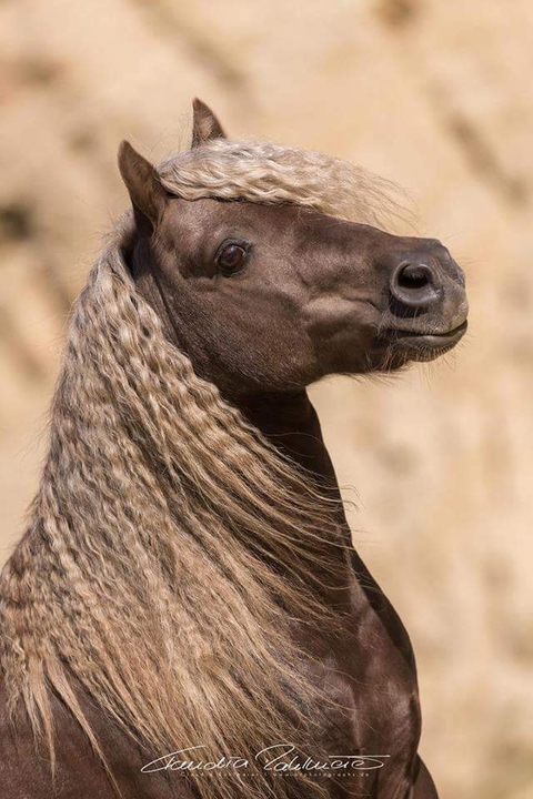 horse, wildlife वॉलपेपर