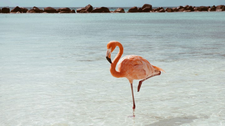 #Flamingo