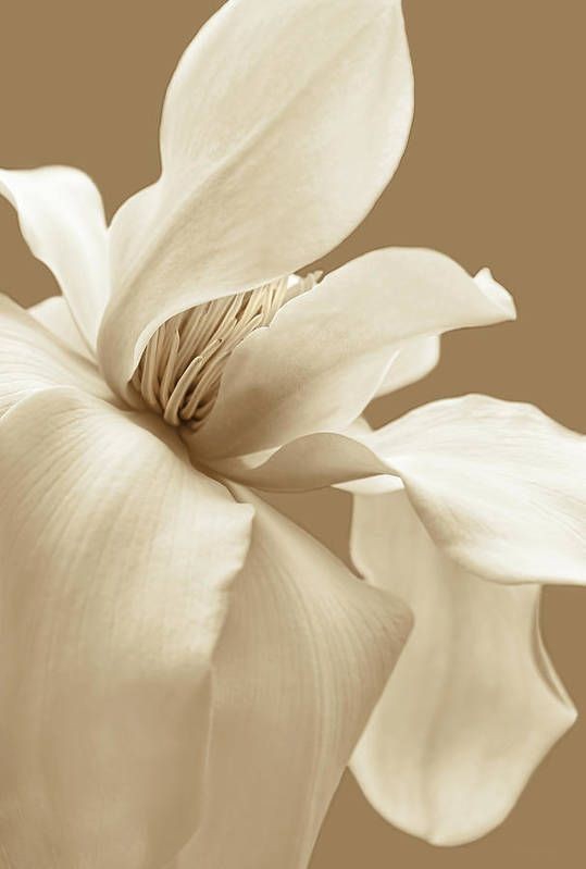 Magnolia