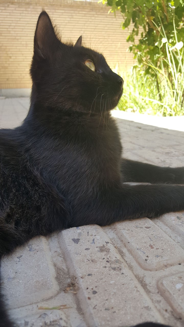 Blacky
