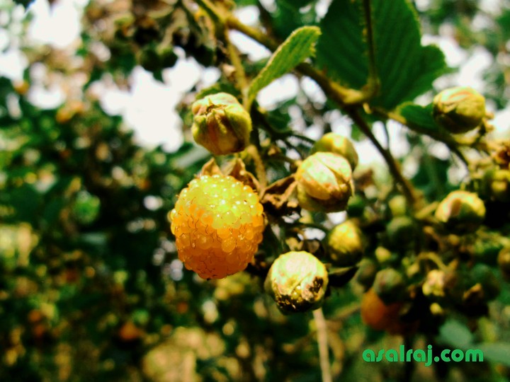 aaiselu nepal fruits