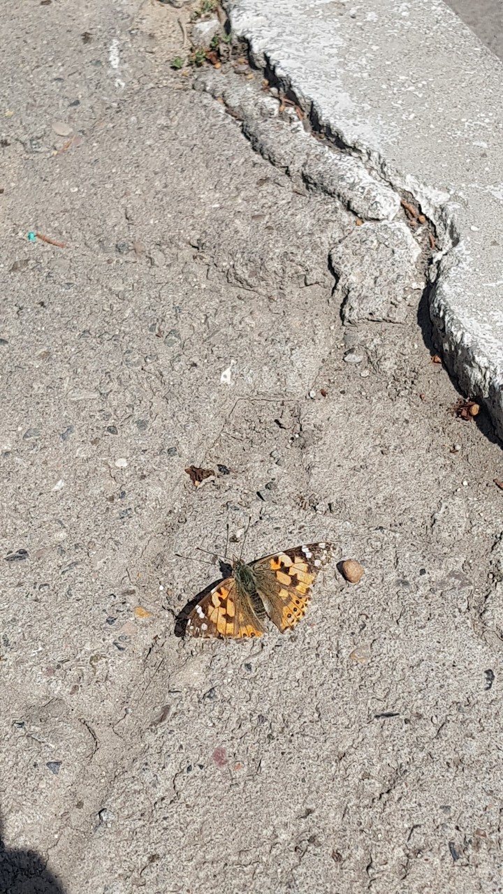 a beautiful butterfly

♡