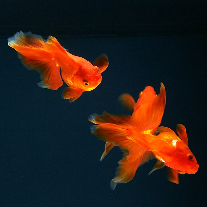 aquarium goldfish