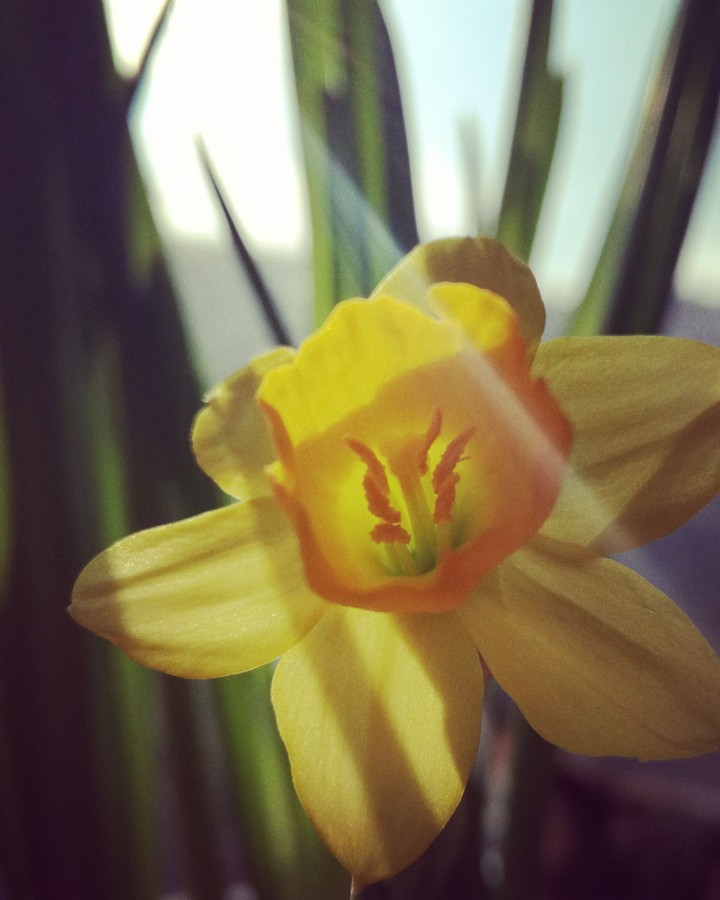 Sunlight