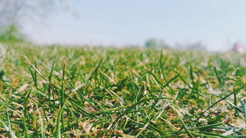 soft grass