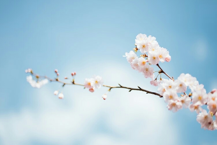 Flowers ♥