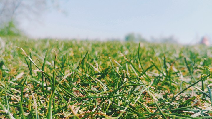 soft grass