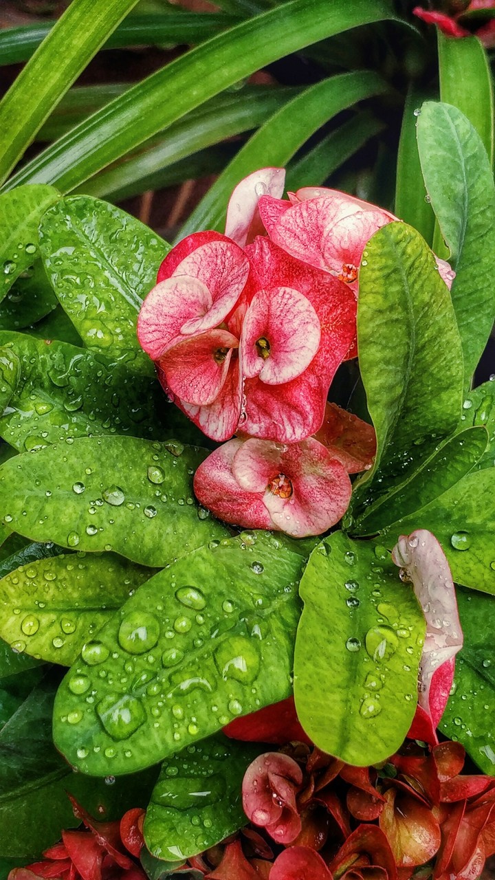 flower on focus