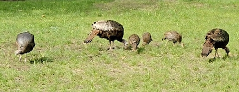 wildlife, beak壁纸